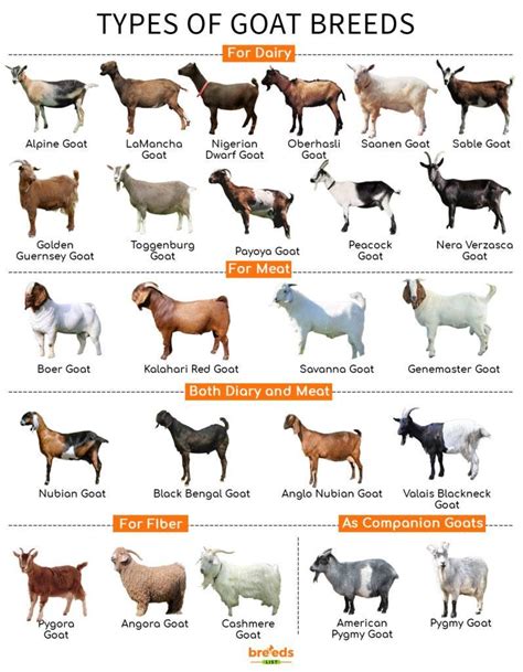what livestock species are goats most similar to